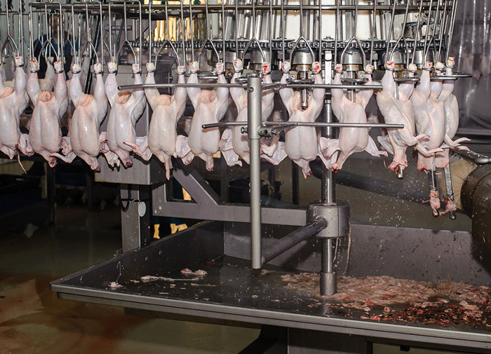 Poultry Processing